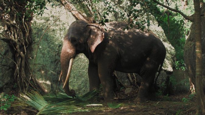 Слоновье кладбище