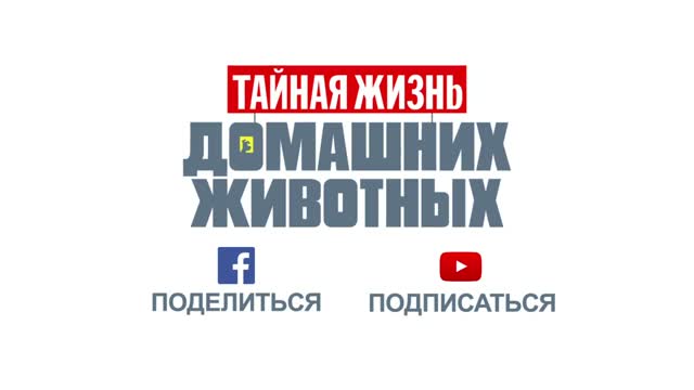 Тайная жизнь домашних животных