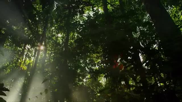 Амазония: Инструкция по выживанию