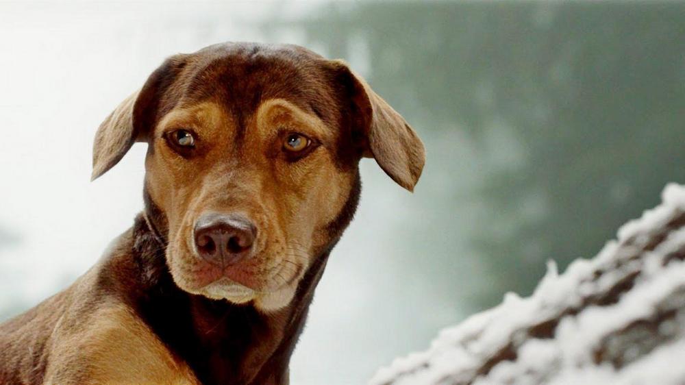 A Dogs Way Home What Breed Of Dog