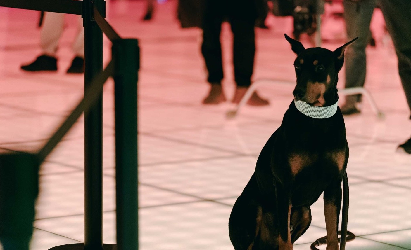 Военный прокурор Доберман